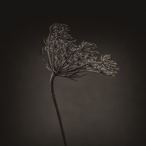 Floral studies Monochrome Along the River Adur number one Steve Gallagher
