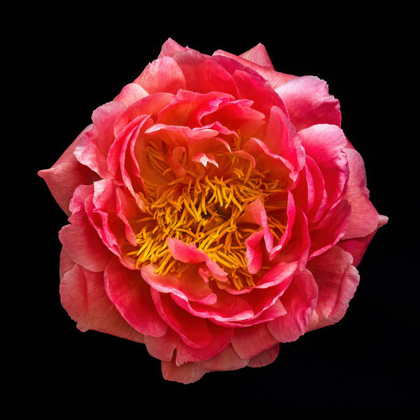 In Bloom Highdown Gallery, Highdown Gardens, West Sussex