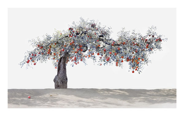 나무 사진 한 장 찍는 데 1000만원 … 1년을 기다립니다