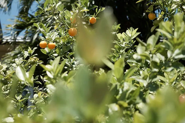 4 Ag2017 Dcg 1090442A