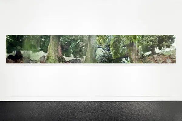 Janet Laurence Kurrajong, 2024 - 2026 UV print, pigment glaze on mirror and acrylic 80cm x 500 cm