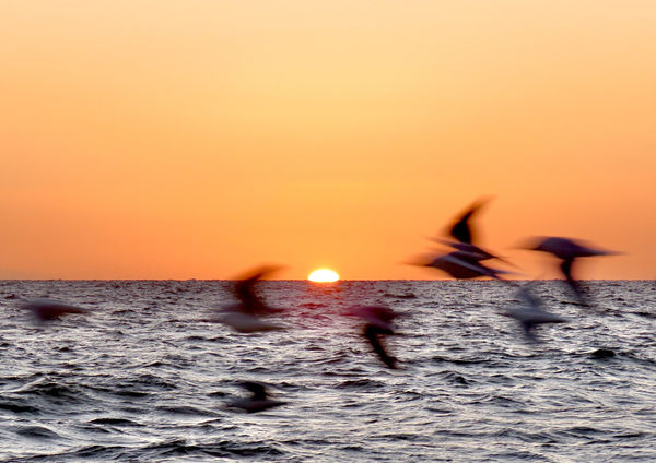 Anne Spudvilas, Flight