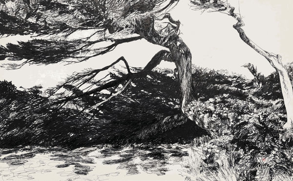 Jo Reitze, Windswept Trees, 2020