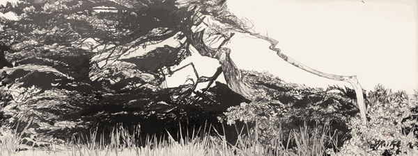 Jo Reitze, Windswept Trees, 2020