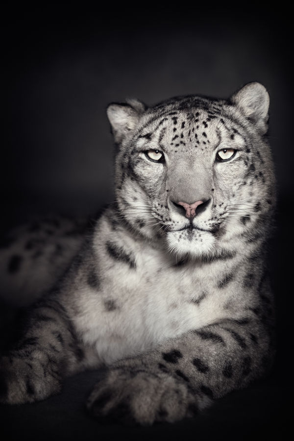 Vincent Lagrange Snow Leopard