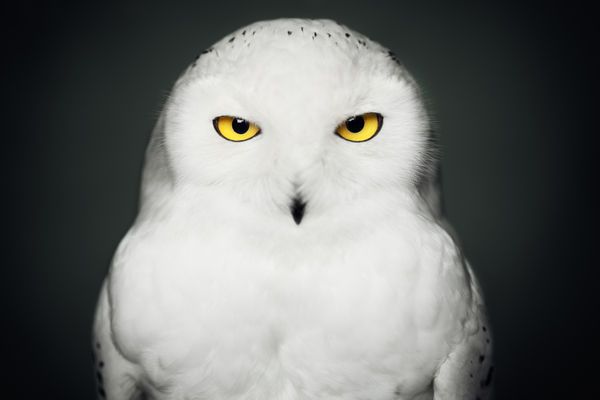 Vincent Lagrange Snowy Owl