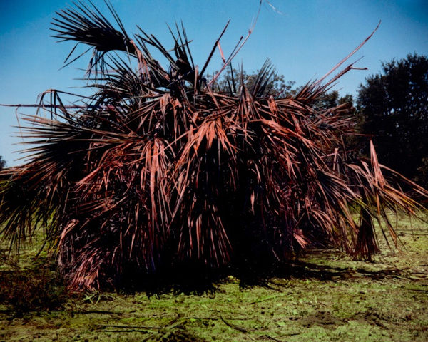 Chloe Sells, Pop, 2016