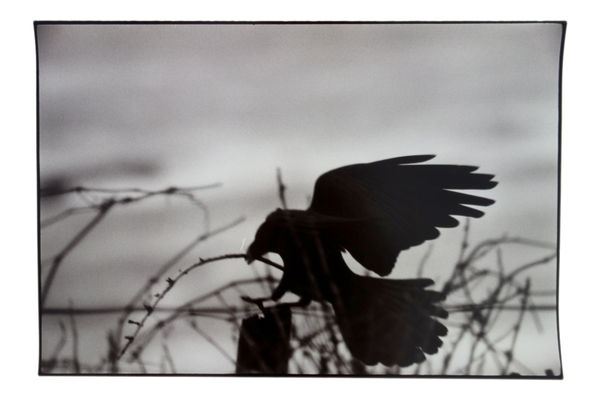 Masahisa Fukase, Untitled, Raven 1977