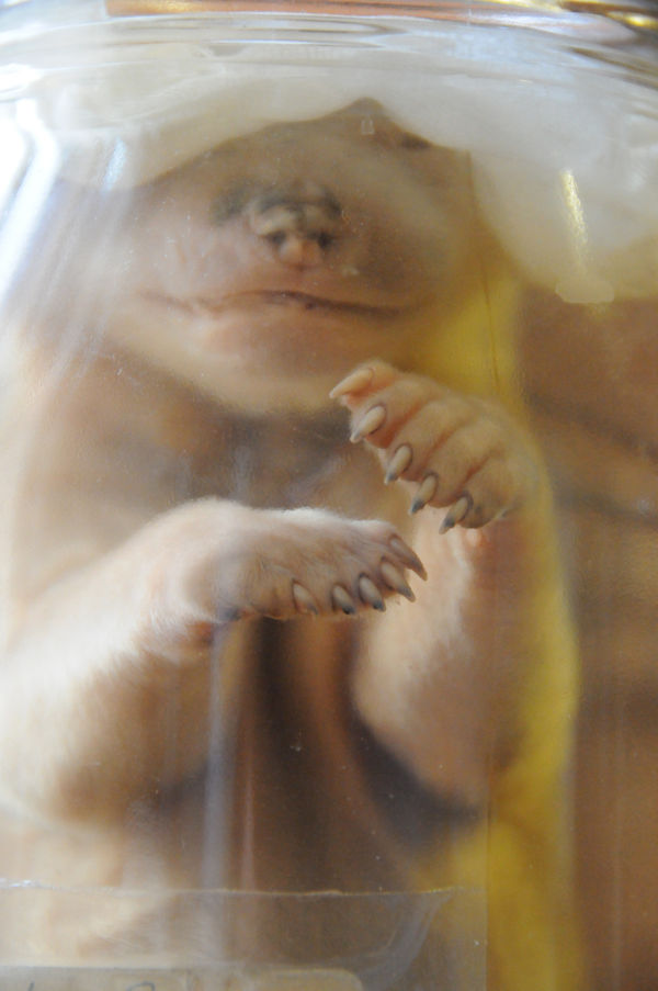 The Curator's Room 3, 2014