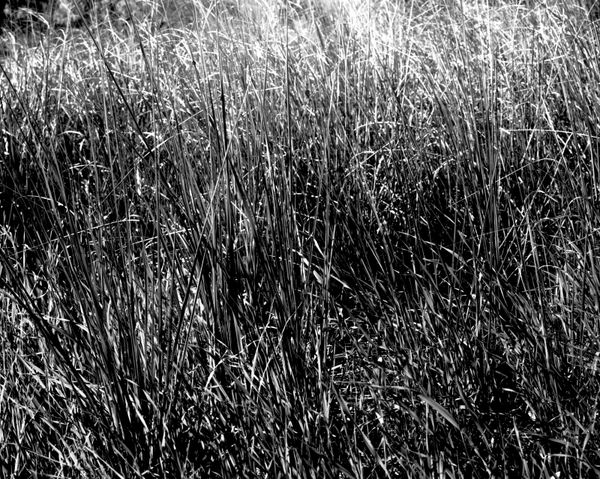 Ariel Yannay: Still Life Fleeting. B&W photograph of tall grass luminous with white light, representing the fragile boundary between presence and memory.