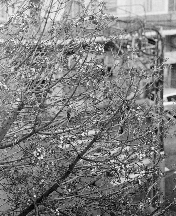 Ariel Yannay: A View from a Window . Detailed B&W photograph of tangled tree branches and small white blossoms against an urban Tel Aviv background.