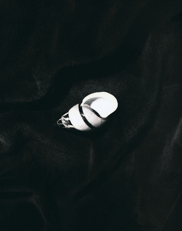 A high-contrast black and white shot of a smooth white seashell, emphasizing its curved form against a total black background.