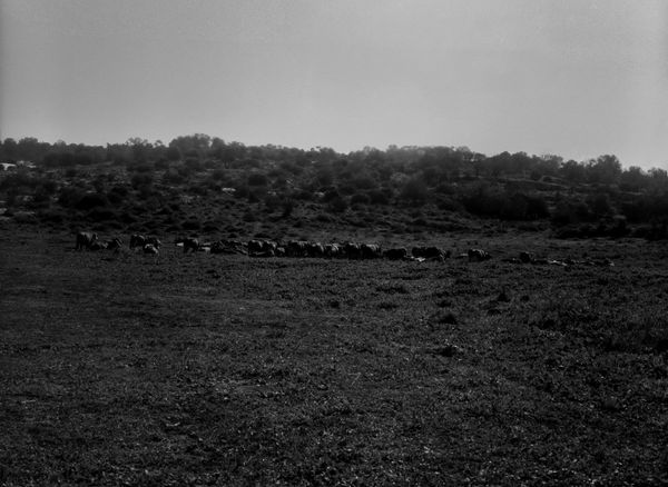 A wide-angle black and white landscape of a vast field in Modiin. In the middle ground, a small herd of cattle stands in a horizontal line against a sloping, scrub-covered hill under a bright, clear sky.