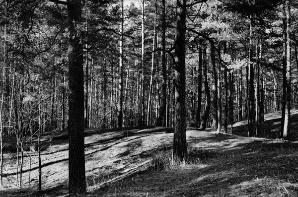 Detail of rough tree bark textures emerging from deep, heavy shadows in Rumbula Forest.