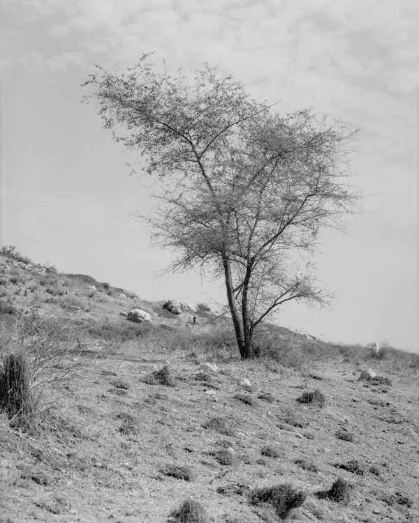 A vertical monochrome landscape featuring a single, slender tree on a rocky slope against a vast, light sky.