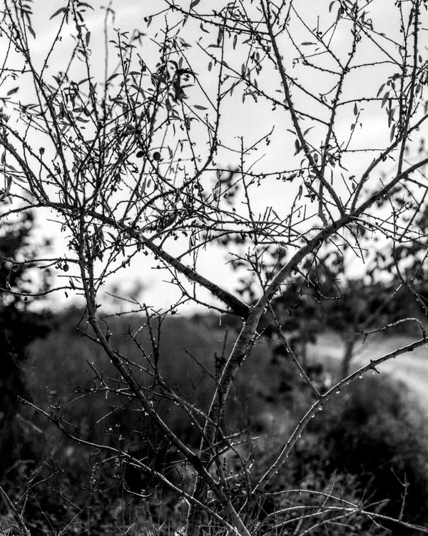 Ariel Yannay: Still Life Fleeting. B&W photograph of delicate, tangled tree branches against a bright sky, exploring the hope of holding onto something ephemeral.