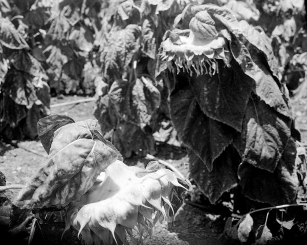B&W photograph of sunflowers with heavy, drooping heads. A study in organic decay and the realization that a photograph also documents what is no longer there.