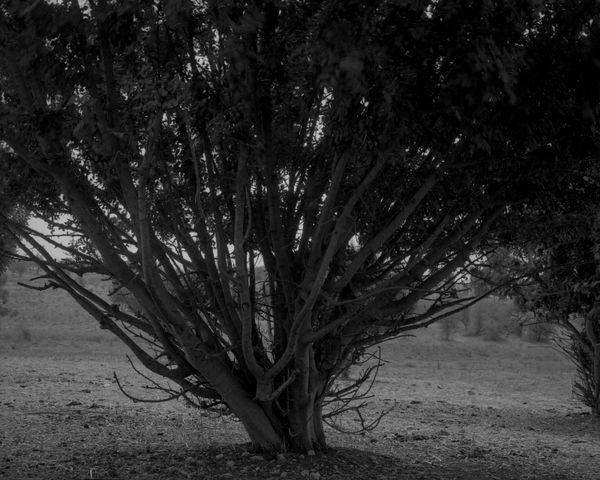 A dense, dark monochrome study of a thick-trunked olive tree with many branches reaching upward, filling the frame.