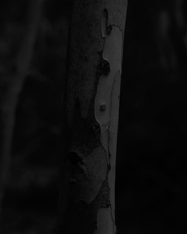 A high-contrast black and white large format photograph of a slender tree trunk. A jagged, vertical strip of light bark is partially detached, creating a sharp, luminous line that cuts through the surrounding darkness of the frame.