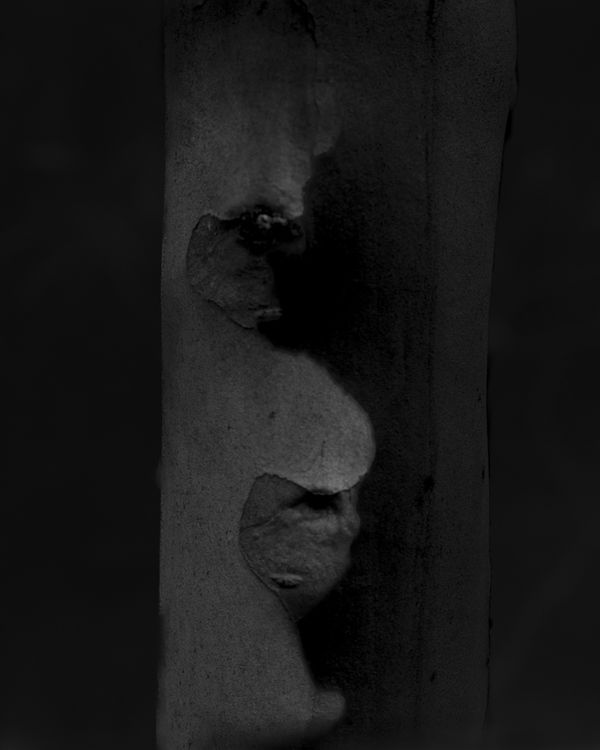 A dark, vertical black and white photograph of a eucalyptus trunk. A pale, organic "S" shape is revealed where the bark has peeled away, appearing like a light-filled scar against the deep, dense grays of the wood.