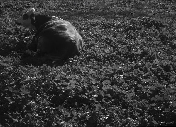 Black and white large format photograph of a single cow resting in a field of dense, low-growing mallow leaves. The cow is seen from behind, its dark hide contrasting with the textured, sunlit patterns of the surrounding foliage.