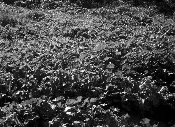 A detailed, high-contrast black and white photograph of a field filled with mallow plants. The large format capture emphasizes the intricate veins and rounded shapes of the leaves, creating a complex pattern of light and shadow.