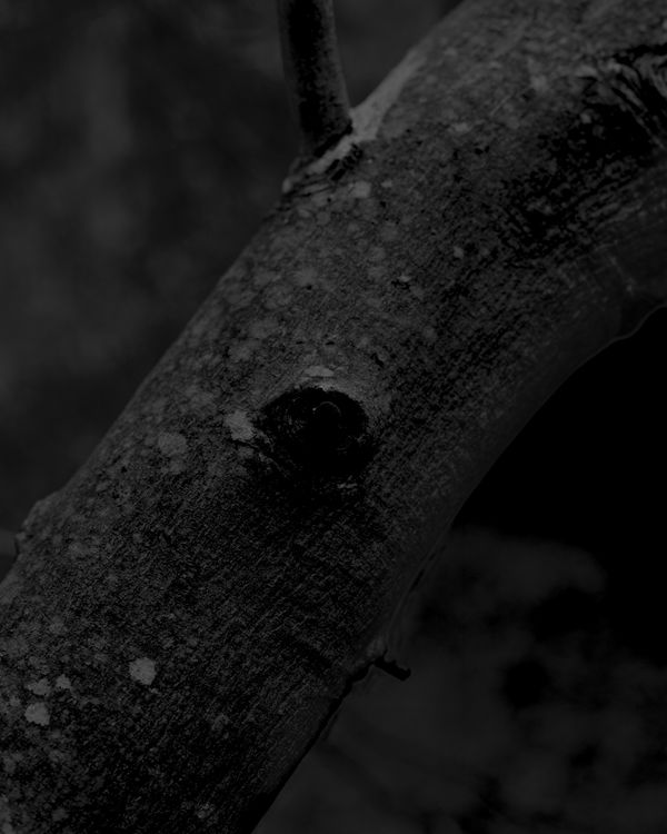 Ariel Yannay, Eucalyptus #4. A vertical, high-contrast black and white large format photograph focusing on a textured tree trunk. A long, weathered strip of bark is peeling away, revealing a smooth, bright surface beneath. The sharp contrast between the d