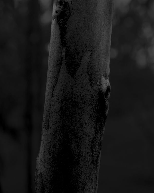 Ariel Yannay, Eucalyptus #5. A detailed black and white large format photograph of a eucalyptus tree. The image captures the intricate patterns of the peeling bark and the interplay of light and shadow on the trunk. This archaeological gaze explores the t