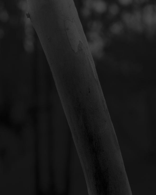 Ariel Yannay, Eucalyptus #6. A high-contrast black and white large format photograph of a eucalyptus trunk. The image emphasizes the deep, weathered textures of the bark and the play of light across its organic surface. This study of the eucalyptus serves