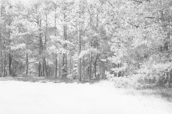 White Panorama #1 from the White Forest series by Ariel Yannay. This high-key landscape focuses on the dense treeline and luminous foreground at Treblinka. Analog capture, archival print.