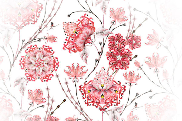 Cassandra Jones Rara Avis