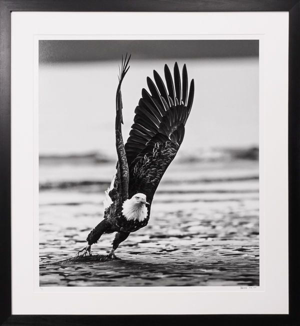 David Yarrow, 'Take Off' American Bald Eagle in Alaska