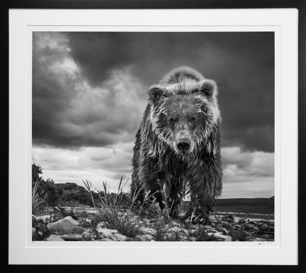 David Yarrow, 'Funnel Creek' Grizzly Bear in Alaska, 2016