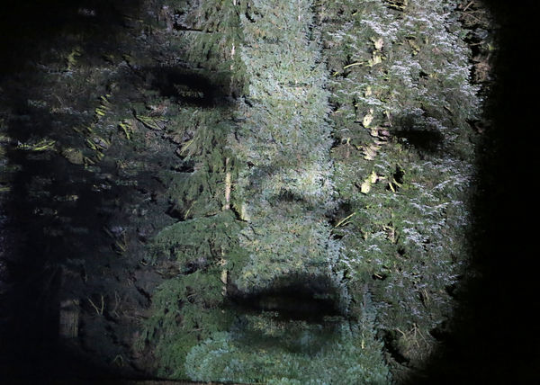 Charles Sandison, Infant, 2018