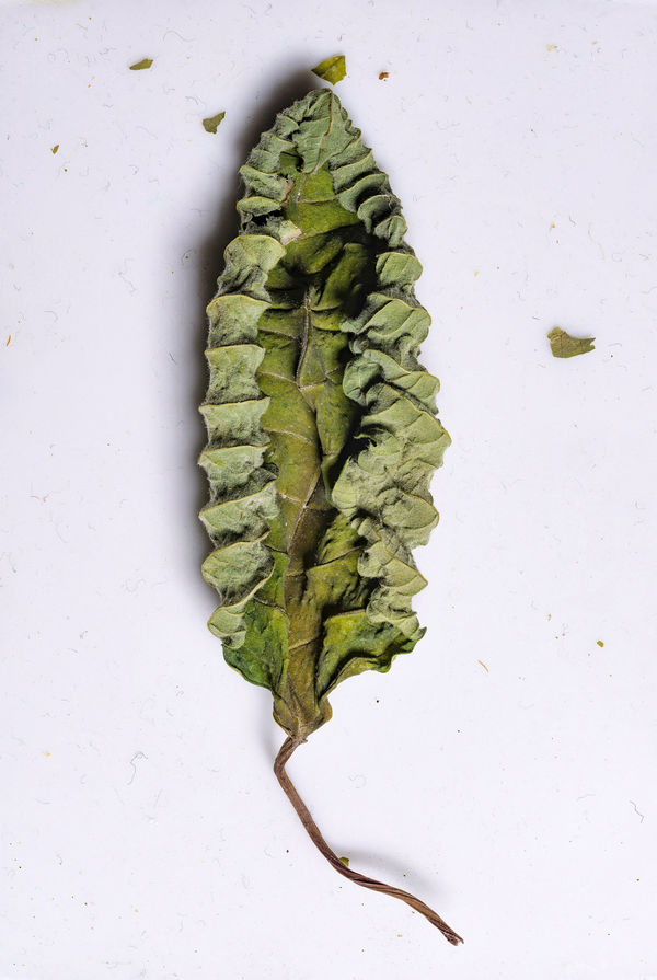 Yaprak Leaf 60X90Cm Orhan Cem Etin 2016