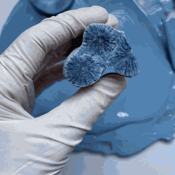 Joseph Lee’s Top 5 Picks from Frieze Los Angeles Viewing Room 2024