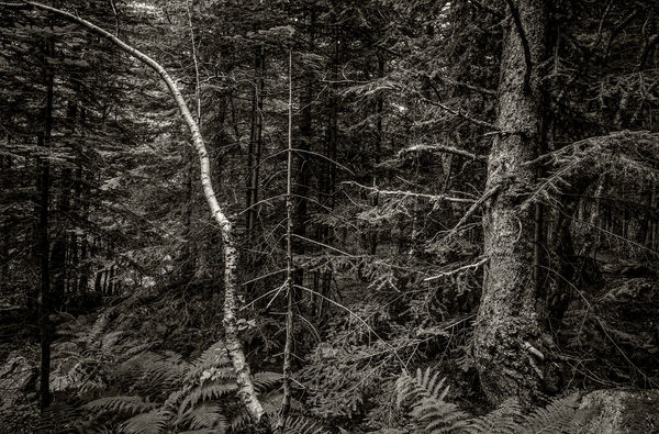 #009WSF A Glimpse to Wabi-Sabi " Into the Forest "