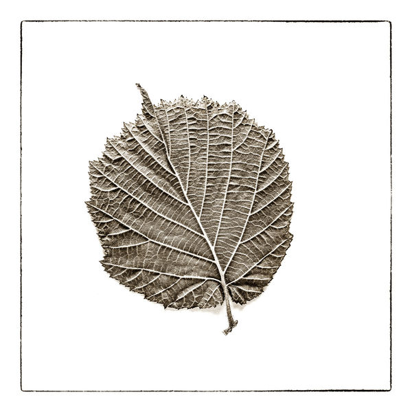 #005WSO A Glimpse to Wabi-Sabi " Out of the Forest "