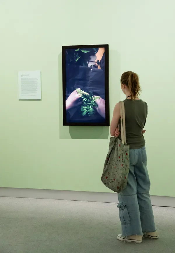 Julia Holderness Botanical Correspondents opens at the Ashburton Art Gallery