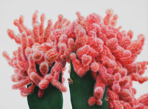 CACTUS No.71, 2011