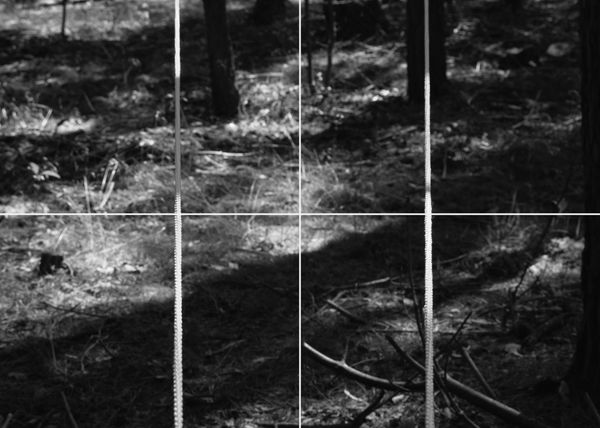 Peter Richards ARUA, Parallel Perspectives, Forest Study, 52,10,8N 13,32,51E