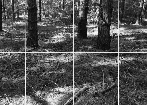 Peter Richards ARUA, Parallel Perspectives, Forest Study, 52,10,9N 13,32,54E