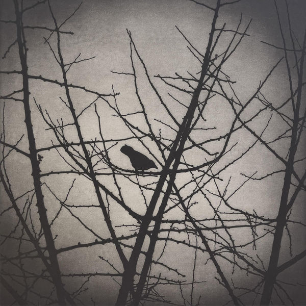 Matthew Gammon, Spitalfields Loner