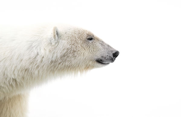 Profile of a polar bear