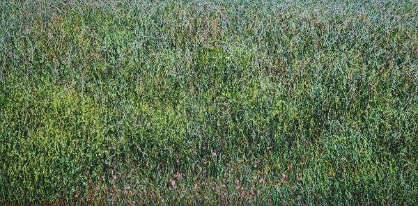 Hyeeun KANG Line-piece 2550, 2025 Oil on panel 46x92cm