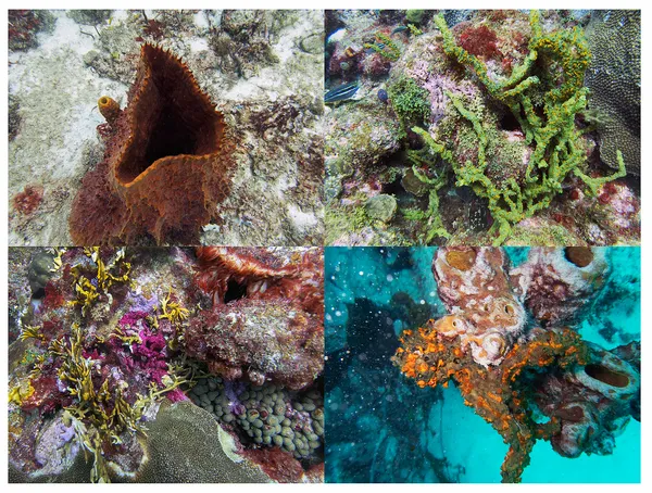 Reef Grid, Barbados, 2023 Archival Pigment Print on Moab Entrada Rag, 17x21", Edition of Three