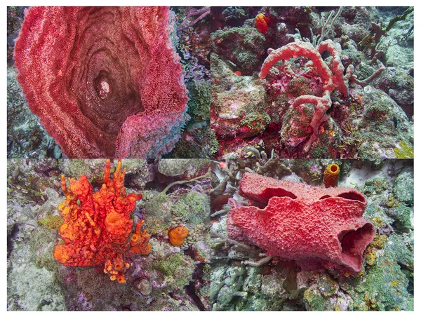 Sponge Grid, Barbados, 2026 Archival Pigment Print on Moab Entrada Rag, 17x21", Edition of Three