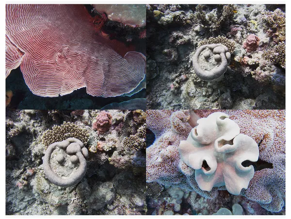 Reef Grid, Australia, 2022 Archival Pigment Print on Moab Entrada Rag, 17x21", Edition of Three