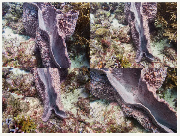 Barrel Sponge Grid, Barbados, 2023 Archival Pigment Print on Moab Entrada Rag, 17x21", Edition of Three