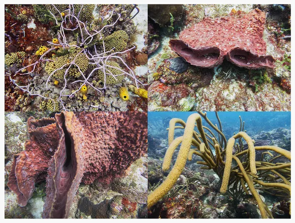Reef Grid, Barbados, 2023 Archival Pigment Print on Moab Entrada Rag, 17x21", Edition of Three